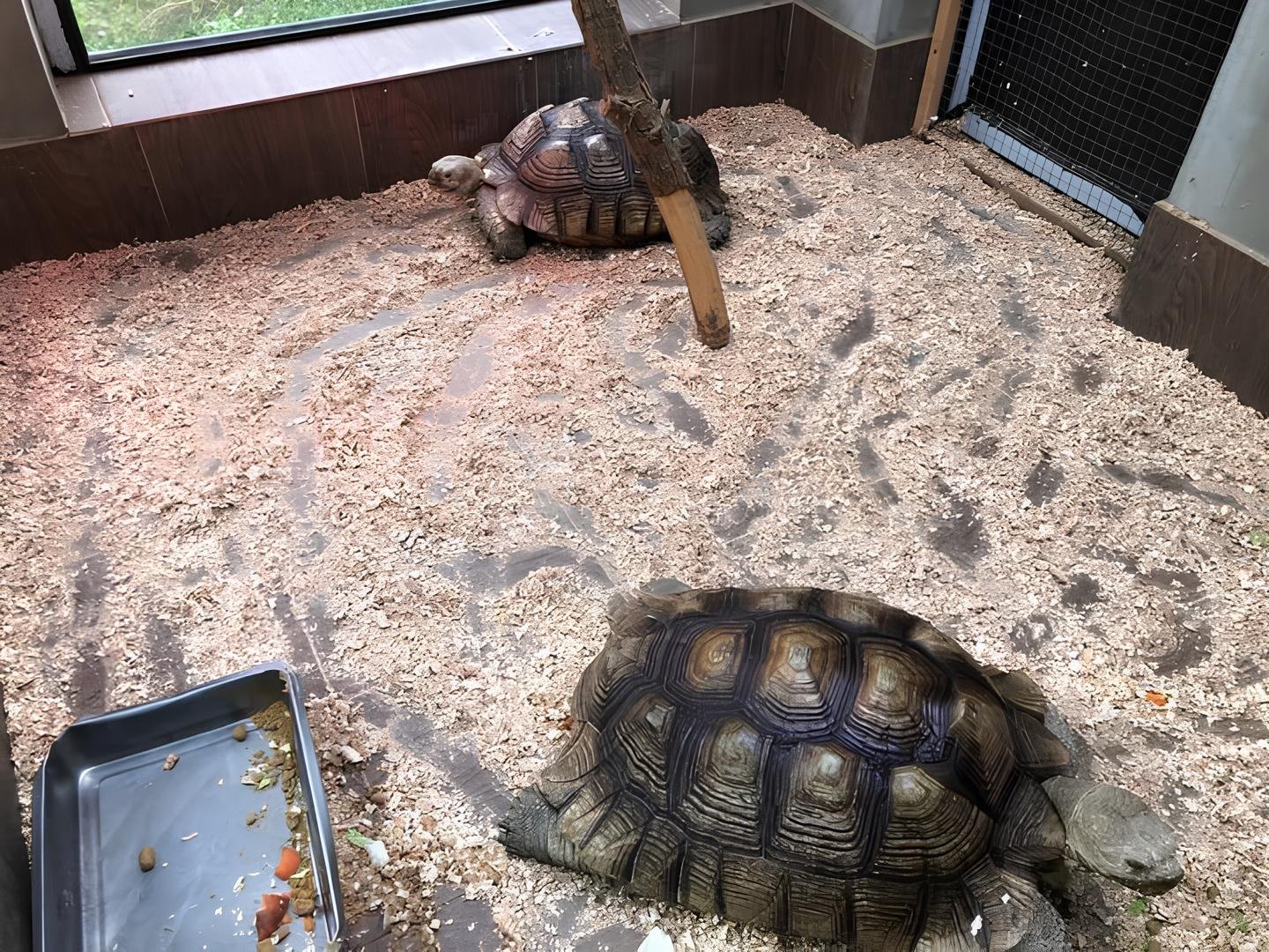 У Подільському зоопарку оселилися дві черепахи після евакуації