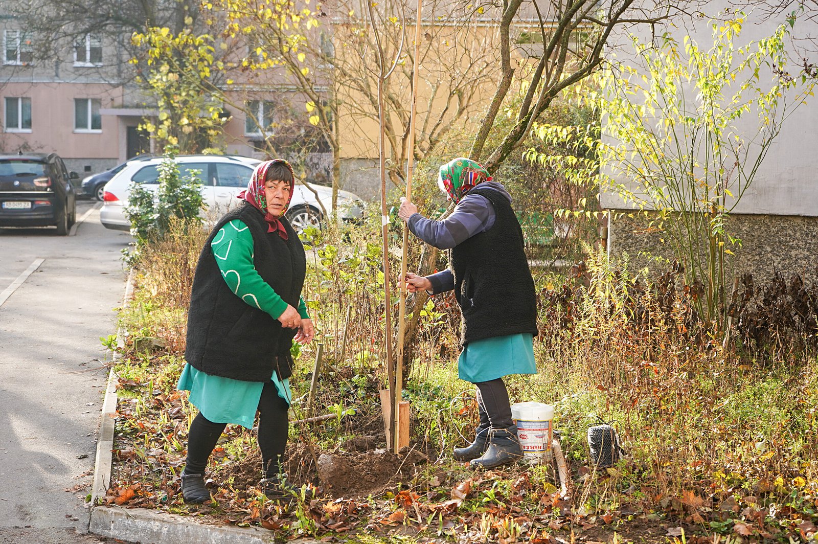 У Вінниці висаджують 500 молодих дерев у дворах