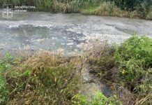 Через халатність керівника підприємства у Зарванцях забруднили понад 3 тисячі квадратів землі