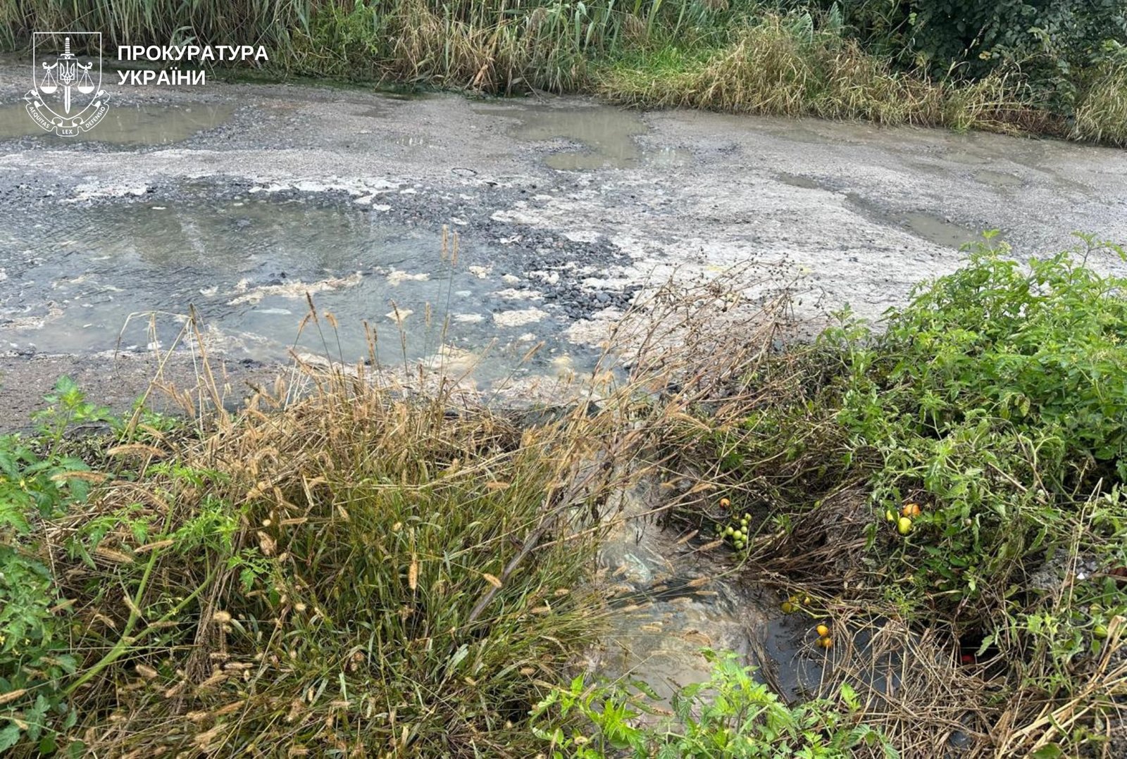 Через халатність керівника підприємства у Зарванцях забруднили понад 3 тисячі квадратів землі