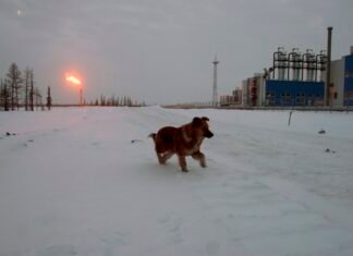 Ловушка Виткоффа-Кушнера. Как Кремль покупает Трампа ресурсами Арктики