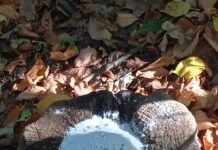 На Вінниччині перевірили зимові підгодівельні майданчики для диких тварин