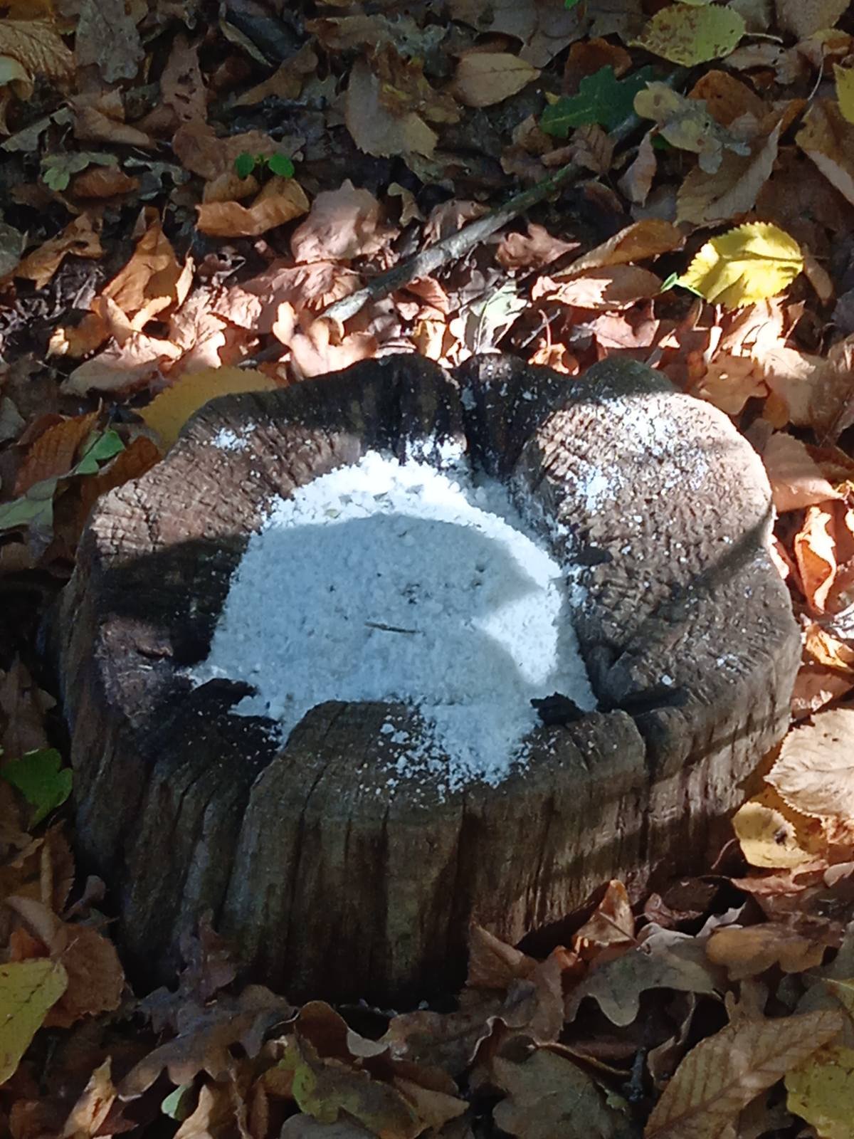 На Вінниччині перевірили зимові підгодівельні майданчики для диких тварин