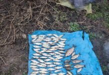 На річці Снивода браконьєри завдали шкоди на 173 тис. грн