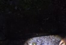 43 тисячі збитків: на Вінниччині виявили незаконний вилов раків