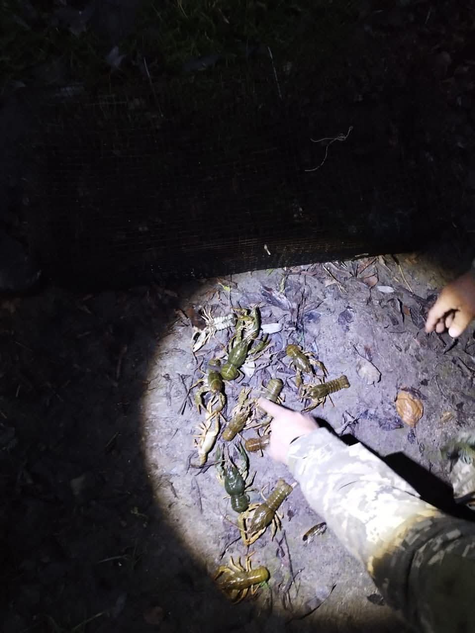 43 тисячі збитків: на Вінниччині виявили незаконний вилов раків