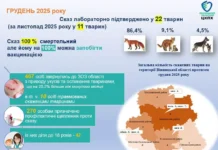 Понад тисячу випадків за рік: в обласну лікарню щодня потрапляє кілька дітей через укуси собак