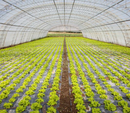 Государство частично будет покрывать стоимость строительства теплиц и обустройства садов