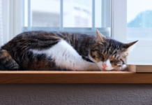 Единственный теплый день: мощный антициклон принесет в Украину адский холод