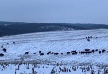 Червонокнижні зубри та дикі коти. Яких ще тварин можна зустріти в наших лісах у січні?