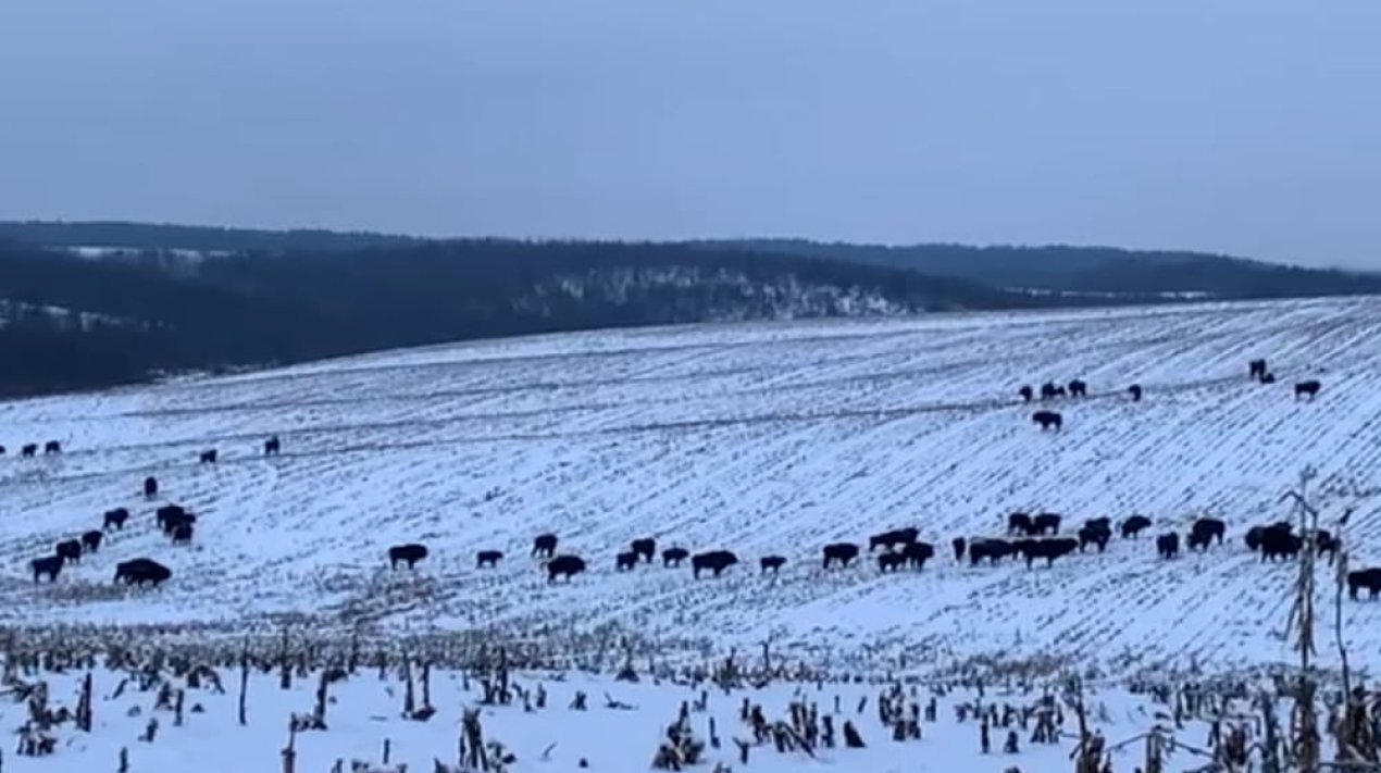 Червонокнижні зубри та дикі коти. Яких ще тварин можна зустріти в наших лісах у січні?