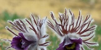 КЕКЦ просить мешканців Вінниччини повідомити про місця зростання сон-трави