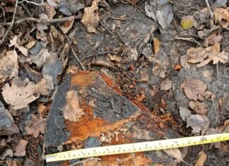 На Вінниччині виявили незаконну порубку дерев: збитки перевищили 535 тисяч гривень