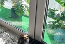 Без дому й тепла: як безпритульні тварини переживають зиму у Вінниці