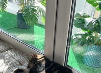 Без дому й тепла: як безпритульні тварини переживають зиму у Вінниці