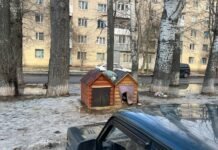 У мікрорайоні Тяжилів встановили будки для безпритульних собак: мешканці скаржаться на укуси