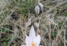 КЕКЦ просить вінничан повідомляти місця росту шафрану сітчастого