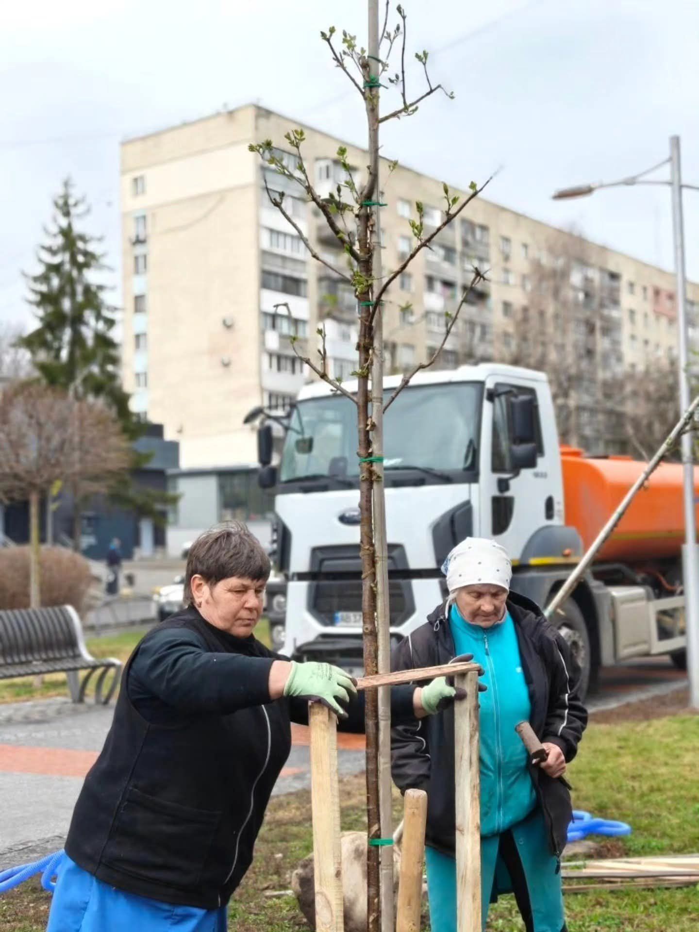 На проспекті Космонавтів висадили тюльпанові дерева та пекінський бузок