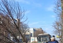 У Вінниці триває весняне озеленення: на Хмельницькому шосе висаджують липи