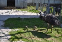 У Подільському зоопарку вперше з’явилися малюки ему