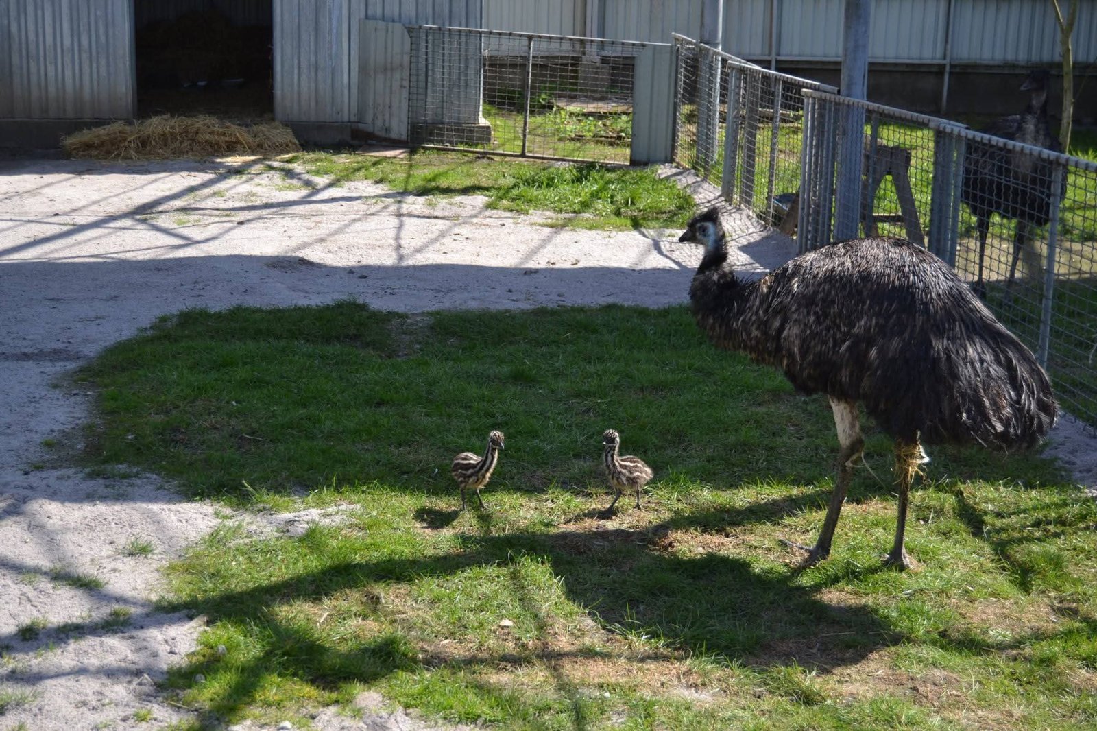 У Подільському зоопарку вперше з’явилися малюки ему