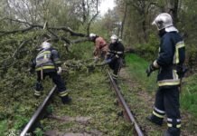 Сильний вітер на Вінниччині повалив десятки дерев: триває ліквідація наслідків