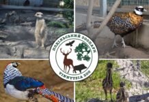 У Подільському зоопарку зафіксували весняний бебі-бум серед тварин