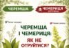 Делікатес чи смертельна пастка? Фахівці пояснюють різницю між черемшею та чемерицею