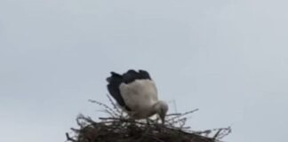 Лелека повернувся на Великдень: продовження історії, як подружжя з Ямполя відновило згоріле гніздо