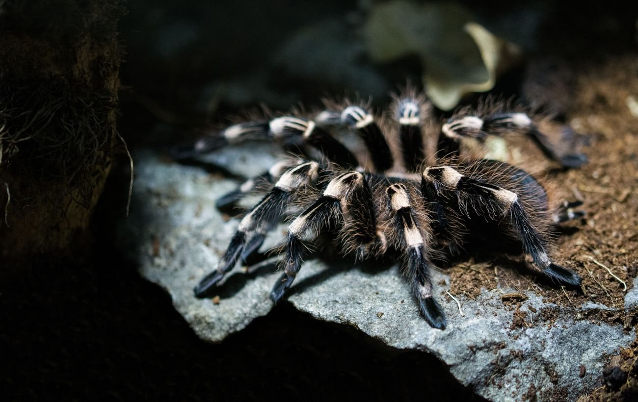 Проснулись на три месяца раньше: в Днепропетровской области заметили первых тарантулов
