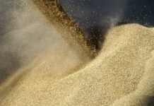 Египет дал обещание Зеленскому и хочет больше украинского зерна