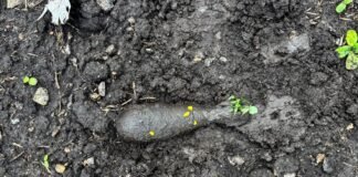 На полі біля Липовця сапери знищили мінометну міну